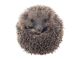 A hedgehog curled into a ball isolated on white background. © fotomaster