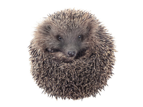 A hedgehog curled into a ball isolated on white background.