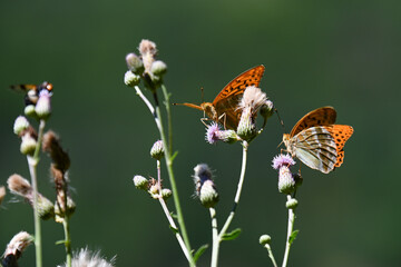 farfalla farfalle  © franzdell