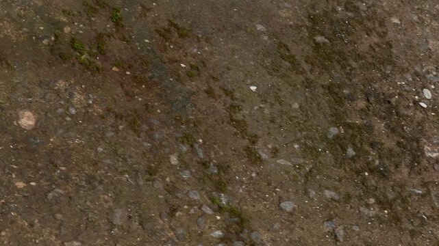 Dirty ground texture with moss