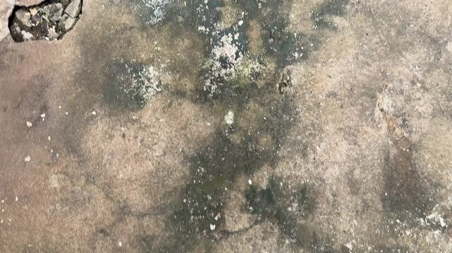 Rough concrete texture with moss