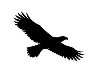 Fototapeta premium Flying Eagle Silhouette