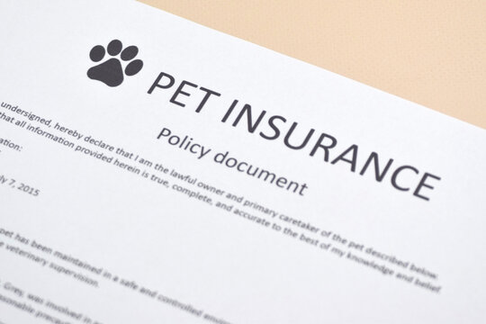 Animal insurance to protect pets health.