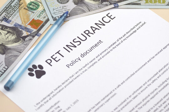 Animal insurance to protect pets health.