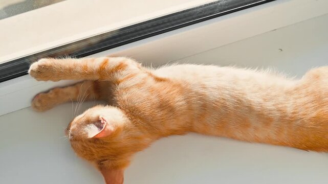 An orange cat is relaxing on a windowsill, extending its body and soaking up the sunlight. The cat appears to be content in this indoor setting, stretching its limbs gracefully