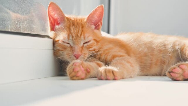 An orange cat lies asleep by a window, basking in the warm sunlight. The cat's soft fur and relaxed posture create a cute and comforting atmosphere