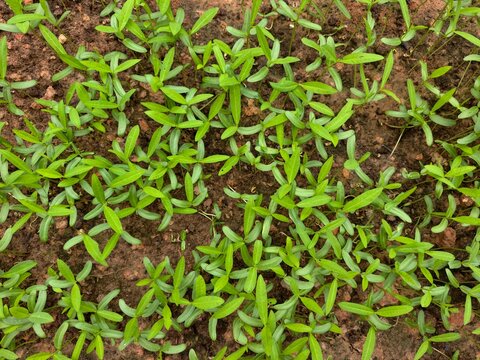 Hemp and leguminous plants are used to improve the soil.