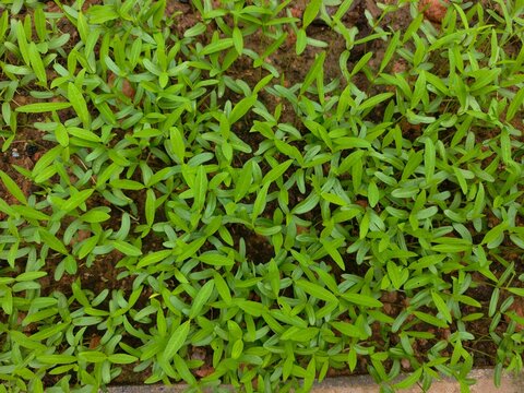 Hemp and leguminous plants are used to improve the soil.