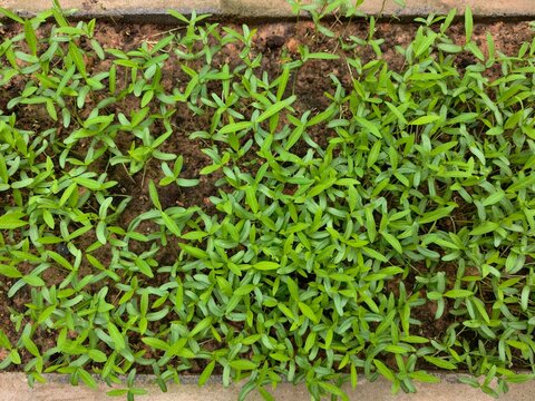 Hemp and leguminous plants are used to improve the soil.