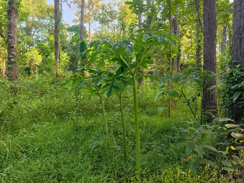 Amorphophallus paeoniifolius It is a plant found in the forest.
