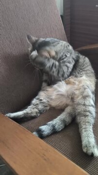  A forest cat grooms itself after sleeping. 