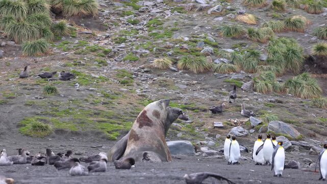 Southern elephant seal bulls fighting on south georgia island beach.