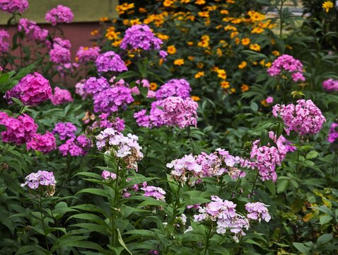 Lush blooming pink garden phlox flowers in summer flowerbed