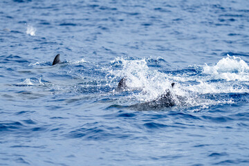 Fototapeta premium Pod of rough-toothed dolphins (Steno bredanensis) at Saint Helena, in the South Atlantic Ocean