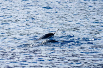 Fototapeta premium Fluke of a rough-toothed dolphin (Steno bredanensis) at Saint Helena, in the South Atlantic Ocean