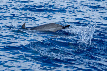 Fototapeta premium Fluke of a rough-toothed dolphin (Steno bredanensis) at Saint Helena, in the South Atlantic Ocean