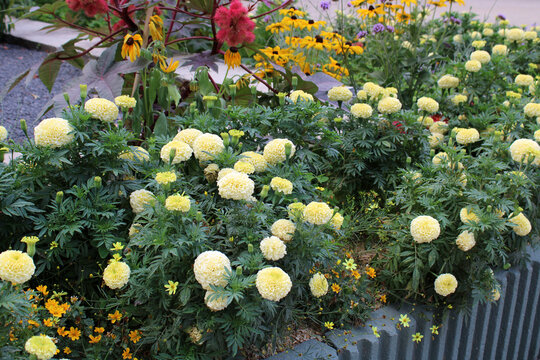 Roses d'Inde, Tagetes erecta, jaune p&acirc;le dans le jardin