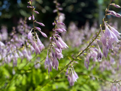 Close‑up of blooming lavender hosta flowers with delicate bell‑shaped blossoms hanging from slender stems, softly illuminated by sunlight against a lush green garden background.