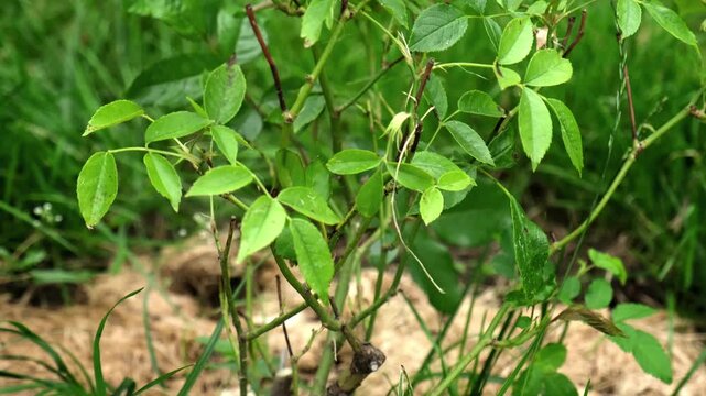 Growth of Healthy Rose bush among green lawn on gray fence background. A Shrub rose seedling. Schneewittchen variety. Young plant with glossy green leaves on stems. Ornamental garden plant.