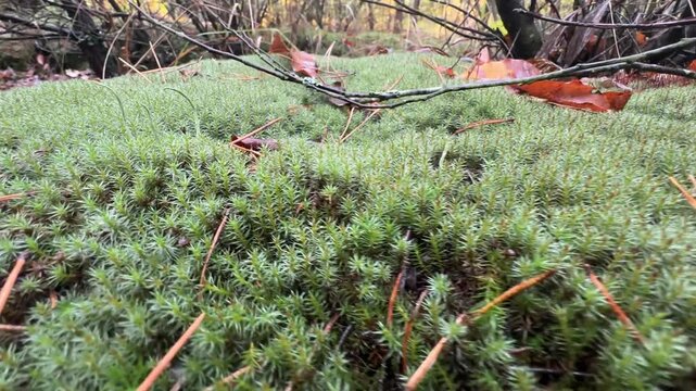 journey autumn forest moss, carpet of moss . High quality 4k footage