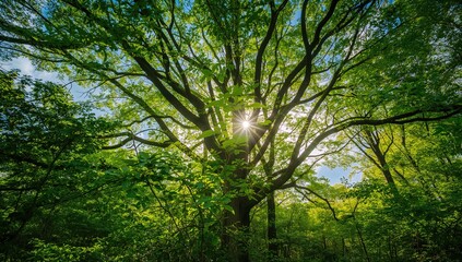 Fototapeta premium Majestic Tree with Sunburst - Lush Forest Setting, Vibrant Greenery, Wide Angle