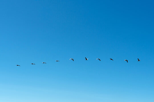 A flock of migratory birds flying in formation across a clear blue sky, symbolizing freedom, migration, teamwork, seasonal travel, and natural wildlife. Minimal composition with generous copy space, i