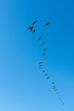 A flock of migratory birds flying in formation across a clear blue sky, symbolizing freedom, migration, teamwork, seasonal travel, and natural wildlife. Minimal composition with generous copy space, i