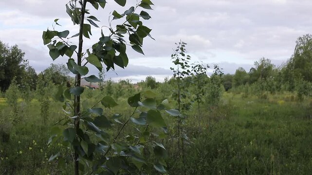 Poplar tree leaves gently moving in the wind