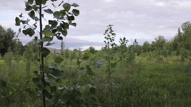 Poplar tree leaves gently moving in the wind