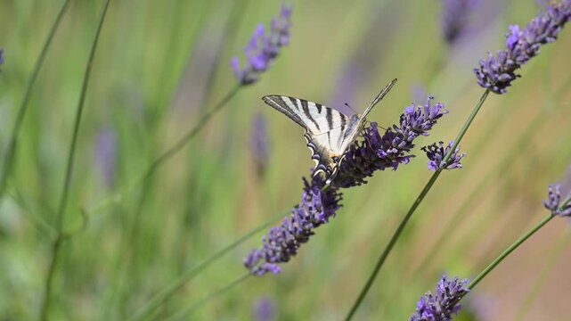 Southern swallowtail foraging the nectar on Lavender flowers before flying off in summer in a domestic city garden, Iphiclides podalirius, Lavandula sp. Indre-et-Loire, r&eacute;gion Centre, France, Europe
