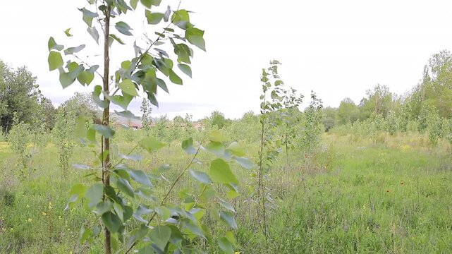 Poplar tree leaves gently moving in the wind
