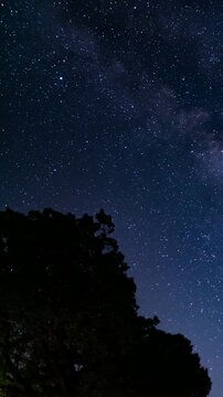 Vertical Southeast Sky Milky Way Galaxy Above Pine Trees Time Lapse Astrophotography