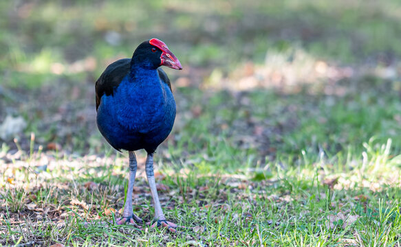 Neuseeland-Purpurhuhn (Porphyrio melanotus), lokal bekannt als Pukeko, steht im gr&uuml;nen Gras in den Government Gardens in Rotorua, Region Bay of Plenty, Neuseeland