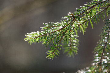 Dew-kissed pine branch basking in gentle sunlight © jr-art