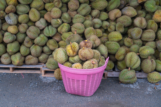Durian price drop. Group of fresh durian  fruit prepare in the basket for low price sale to the buyer in Thailand.