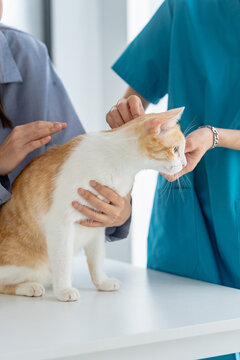 veterinarian performs a wellness check on a cat in a vet clinic