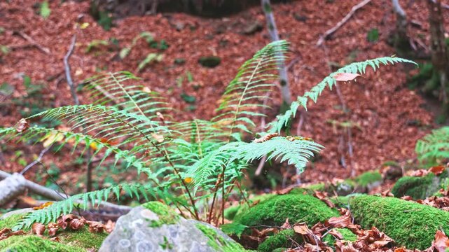 A green bush of grass against the background of an autumn forest
