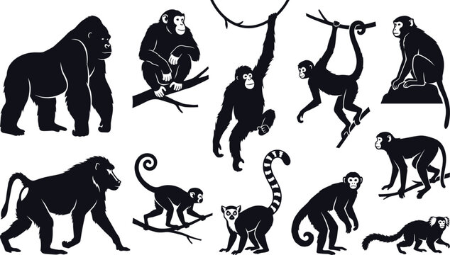 Monkey and ape silhouettes, gorilla, chimpanzee, orangutan, baboon, lemur, and marmoset, wild primate collection, jungle animals, wildlife nature illustration, primates.