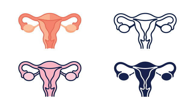 Four variations of a human uterus reproductive system vector graphic illustration featuring flat colors and clean minimalist line art styles