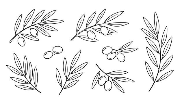 Beautiful olive branches and isolated olives in black outline drawings on a clean white background.
