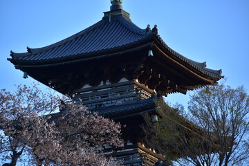 Fototapeta premium 神奈川県 横浜市本牧の三渓園（春）