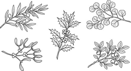Hand drawn winter botanical branches set with holly berry mistletoe olive and eucalyptus sketches for Christmas holiday invitation cards wrapping paper packaging © AntarChandra