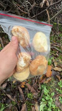 Dried Lion's Mane mushroom fruiting bodies in a bag held in a hand. . High quality 4k footage