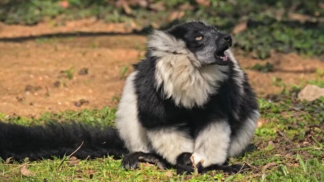 black-and-white ruffed lemur (Varecia variegata) eating on the ground