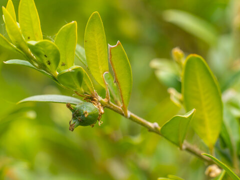 Zu sehen ist eine Nahaufnahme einer gr&uuml;nen, noch geschlossenen Kapselfrucht an einem kleinen Zweig des Gew&ouml;hnlichen Buchsbaums (Buxus sempervirens).