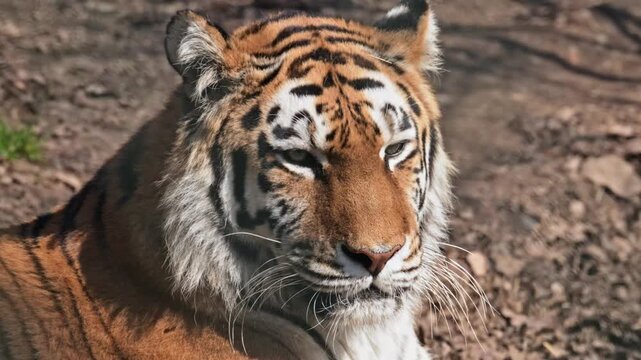 Siberian or Amur tiger (Panthera tigris altaica) resting