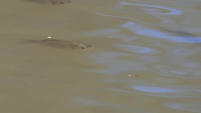 small fishes spawn directly under the water surface