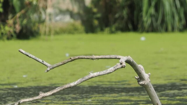 Common kingfisher (Alcedo atthis) perched on branch, defecating then taking flight over pond, Hertfordshire, UK.