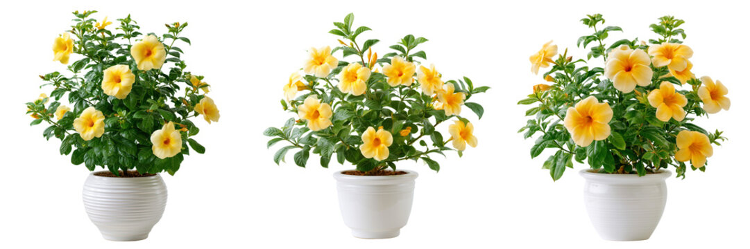 Set of Tropical Allamanda flower plant with brilliant yellow trumpet flowers and glossy green leaves, healthy nursery-grown specimen on transparent png background. Ai generated