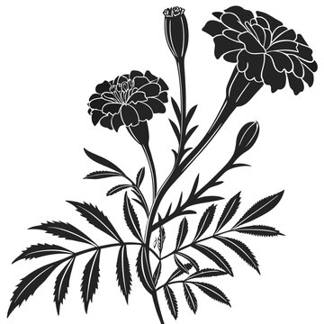 Marigold flower silhouette vector, black floral botanical illustration, blooming tagetes plant with leaves and buds, garden blossom icon